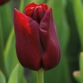 Тюльпаны простое поздние (7)
